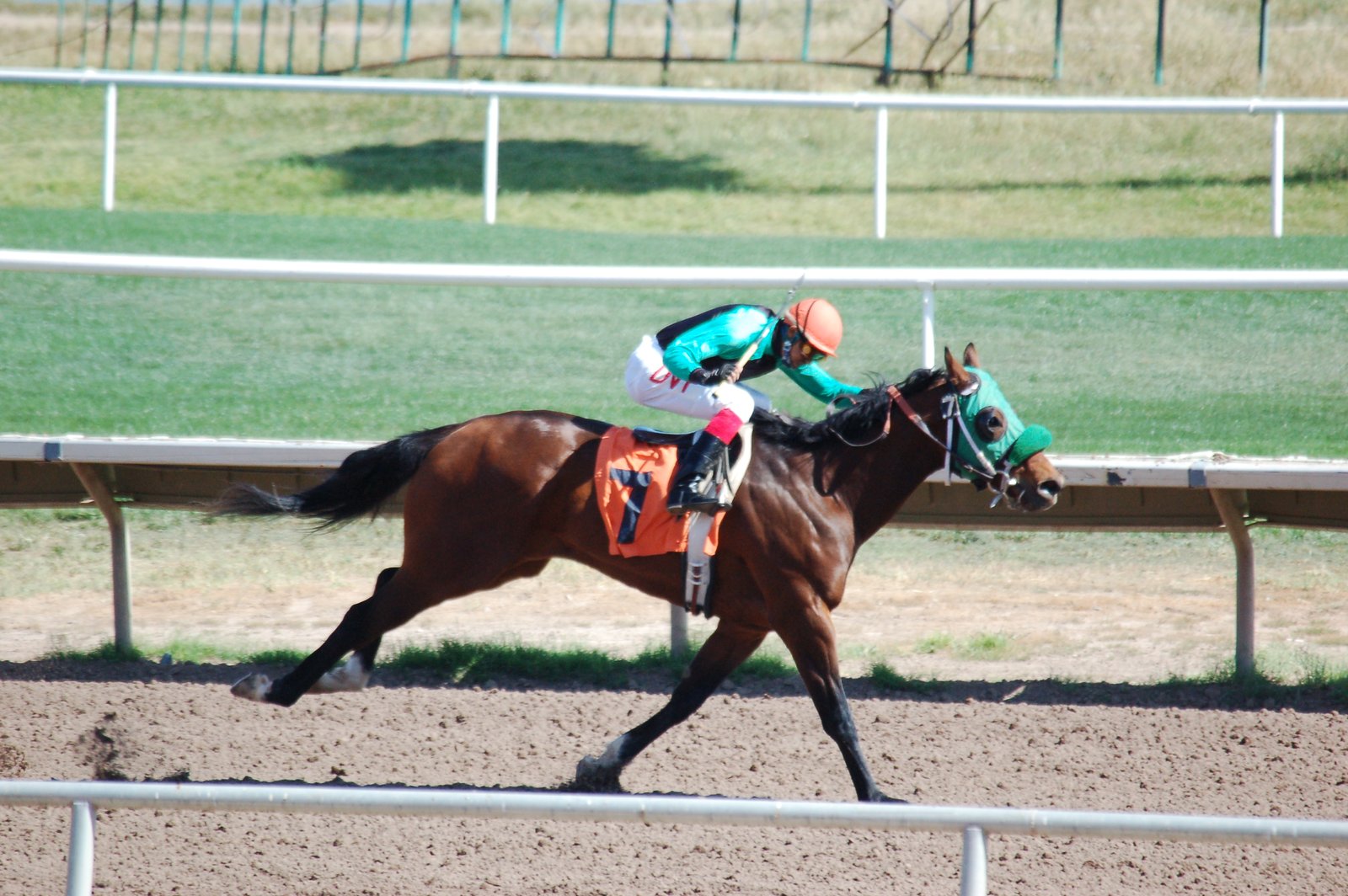 Turf Paradise Horse