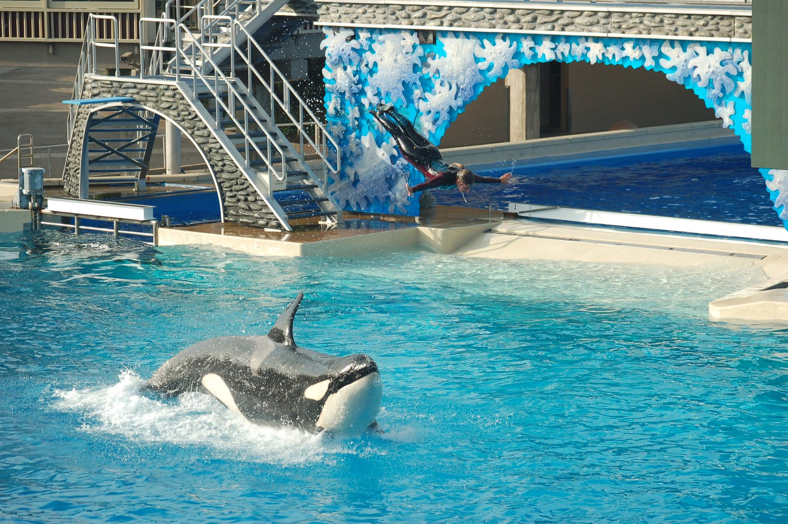 SeaWorld Orca Whale and Rider